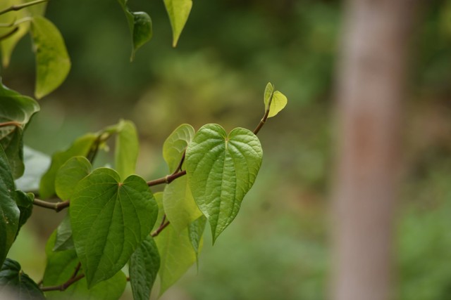  Ilustrasi Cara Menanam Daun Sirih, Foto Unsplash/Vetrivel Viswanathar