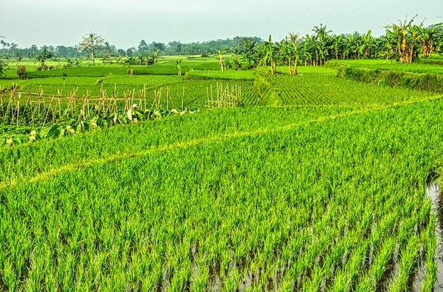 Ilustrasi Desa Wisata Cibuk Kidul, sumber foto: pexels.com/Tom Fisk