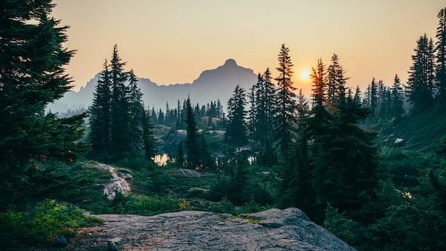Ilustrasi kata-kata tentang hutan. Sumber: unsplash.com/ Sergei A