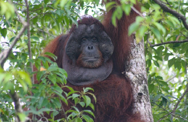  Orangutan Kalimantan. (Foto dok. Simon Tampubolon/Yayasan Palung).