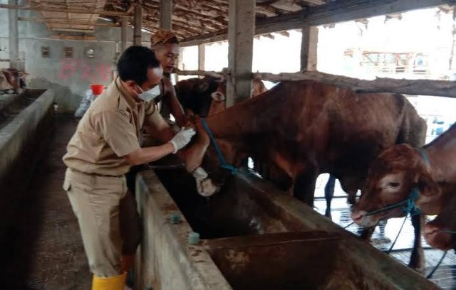 Vaksinasi PMK pada hewan ternak di Surabaya. Foto: Dok. Basra