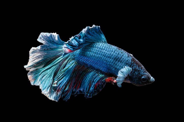 Ilustrasi ikan cupang. Sumber foto: Unsplash