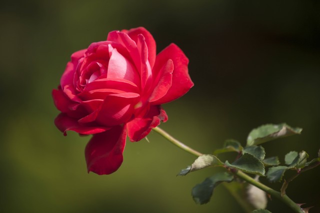Ilustrasi Cara Merawat Bunga Mawar yang Baru Dibeli. Sumber: Unsplash
