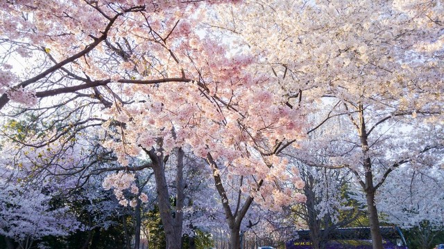 Ilustrasi Makna Bunga Sakura dalam Percintaan. Sumber: Pexels.com/Pablo Agreda