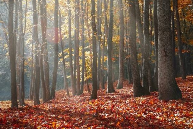 Ciri-ciri Hutan Gugur. Foto Hanya Ilustrasi. Sumber: Pexels/ Valiphoto