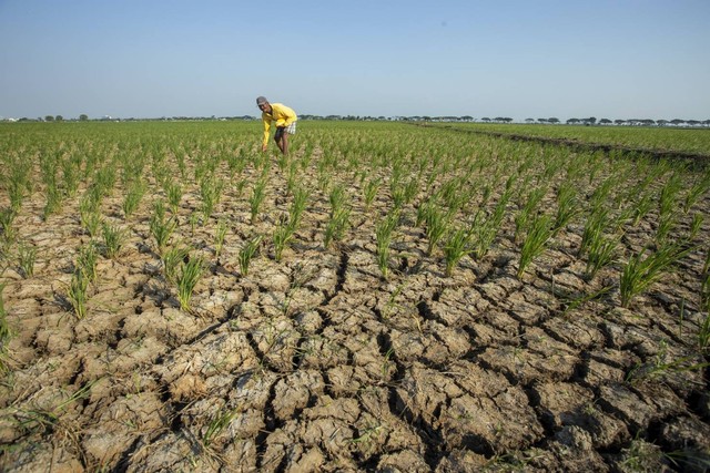 Petani melihat kondisi sawahnya yang rusak akibat kekeringan di Juntinyuat, Indramayu, Jawa Barat, Selasa (7/8/2023).  Foto: ANTARA FOTO/Dedhez Anggara