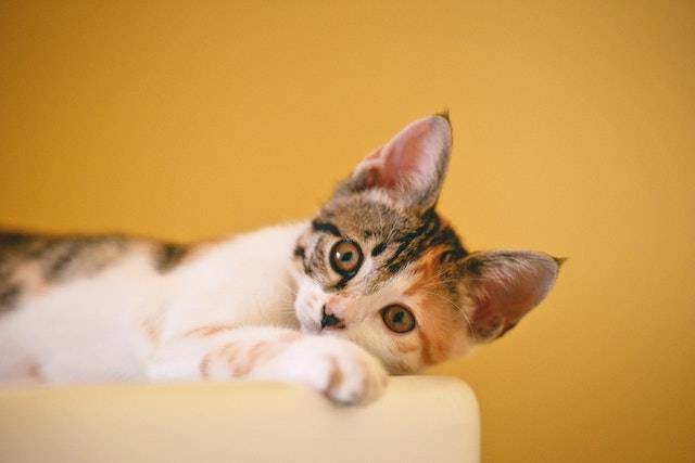 Ilustrasi puisi tentang kucing bahasa Inggris dan artinya, sumber foto: pexels.com/Cong H