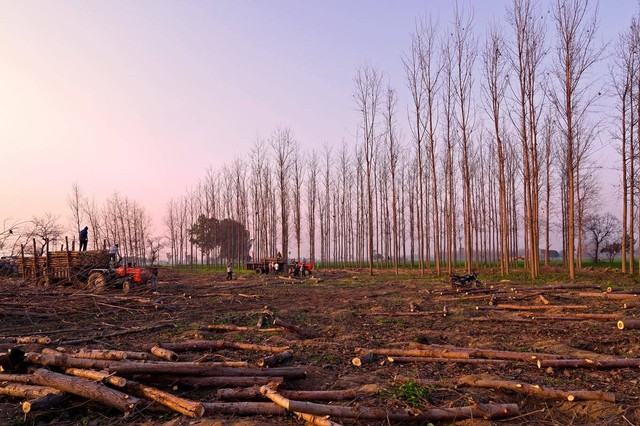 Ilustrasi penyebab penebangan hutan secara liar. Sumber: Pexels/Tejinder Ladi Photography