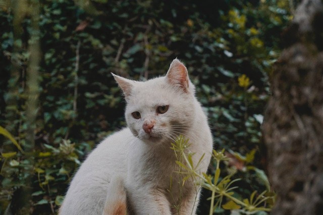 Ilustrasi jenis kucing telinga besar. Sumber: Yana Kangal/pexels.com 