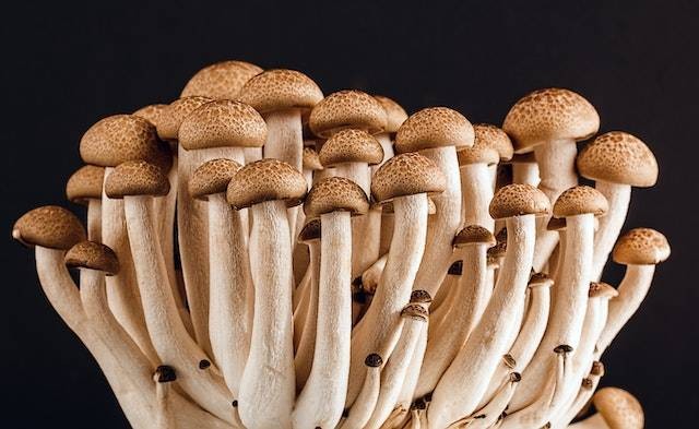 Ilustrasi jamur adalah tumbuhan yang berkembang biak dengan spora. Foto: Pexels