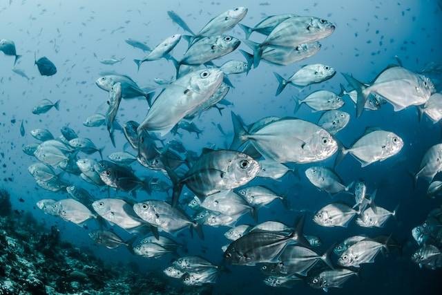 Ilustrasi Pakan Ikan Mujair. Foto: dok. Unsplash/Sebastian Pena Lambarri