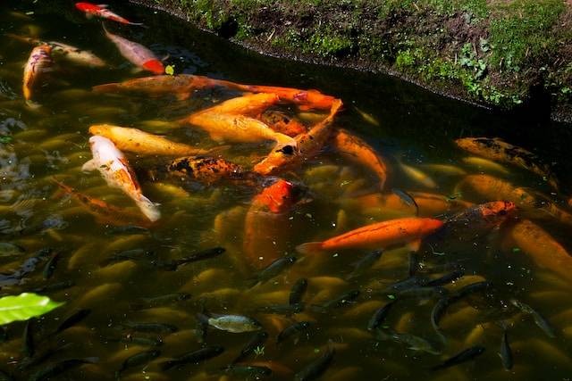 Cara Membersihkan Lumut Di Kolam Ikan Secara Efektif Kumparan Com