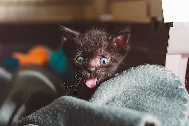 Ilustrasi Kenapa Anak Kucing Nakal. Foto: dok. Unsplash/Manki Kim