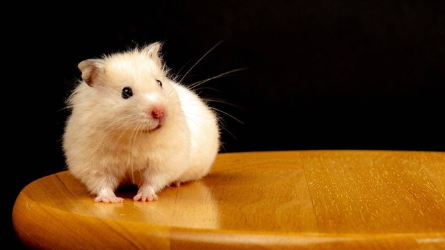 Ilustrasi ciri-ciri hamster jantan birahi. Sumber: Nestorsh/pexels.com