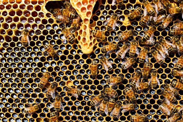 Ilustrasi Ciri-ciri Lebah Madu. Sumber: Pexel/Pixabay
