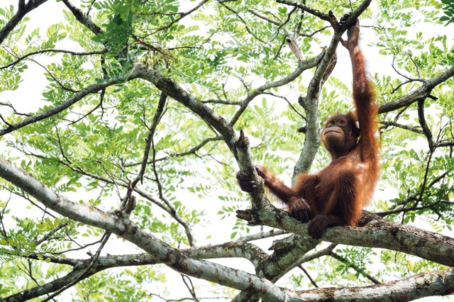 Ilustrasi Penyebab Kelangkaan Orangutan. Sumber: Unsplash/Chuttersnap