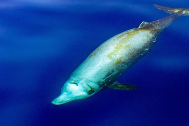 Cuvier's beaked whales (Ziphius cavirostris). Foto: Shutterstock