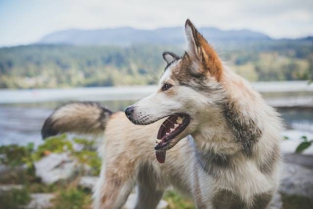 Ilustrasi Anjing Terganas di Dunia. Foto: dok. Unsplash/Justin Veenema