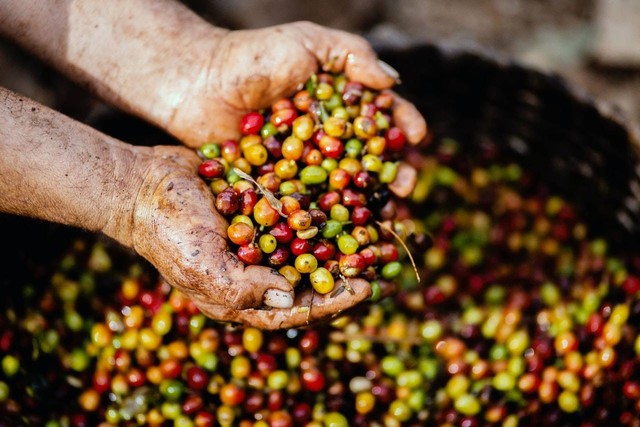 Ilustrasi cara budidaya kopi robusta (Pexels)