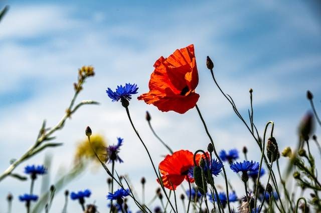 Ilustrasi warna bunga poppy himalaya, sumber foto: unsplash.com/Palle Knudsen
