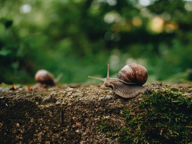 Ilustrasi Pengertian Biogeografi. Foto: Pexels.