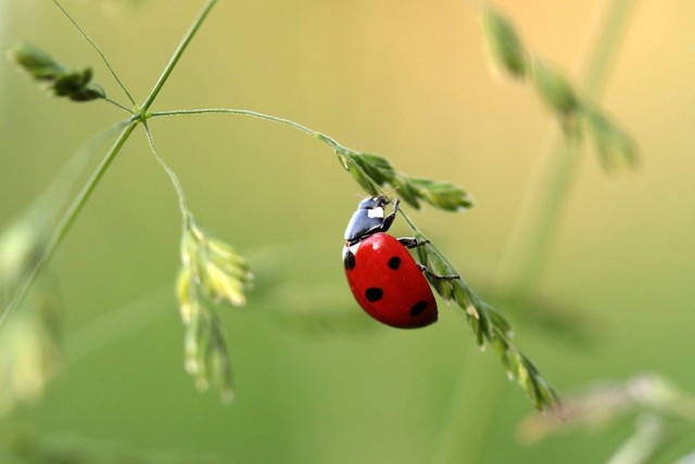 Ilustrasi serangga. Foto: Pexels.com