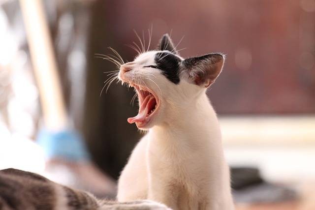 Ilustrasi sariawan pada kucing (Pixabay)