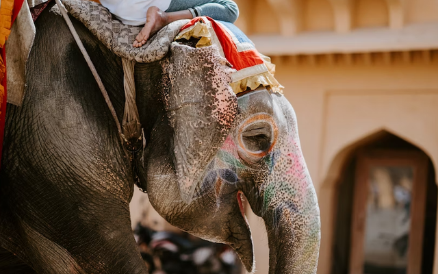 Ucapan Hari Gajah Sedunia 2023. Sumber: Unsplash/Annie Spratt