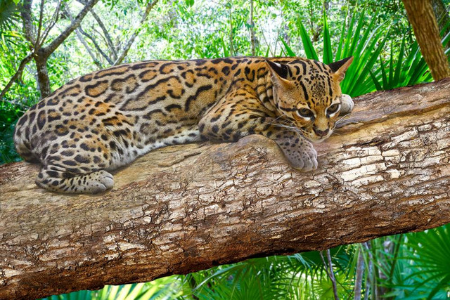 Ocelot alias macan tutul kurcaci. Foto: Shutterstock