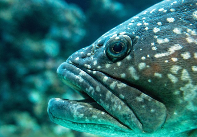 Ilustrasi Jenis Ikan Kerapu. Sumber: Unsplash/David Clode