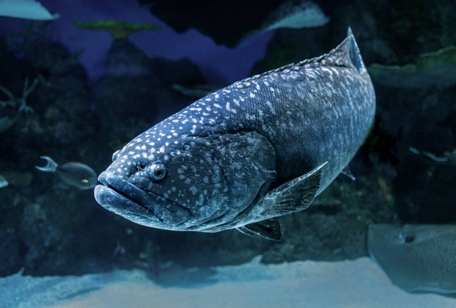 Ilustrasi Manfaat Ikan Kerapu. Sumber: Unsplash/David Clode