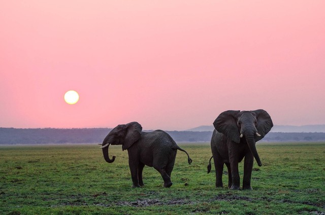 Ilustrasi Apa makanan gajah, sumber: unsplash/WolfgangHasselmanMylonOllila