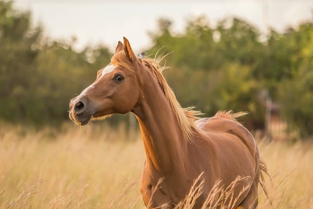 Ilustrasi Ciri-ciri Hewan Vivipar, sumber: unsplash/SarahOlive