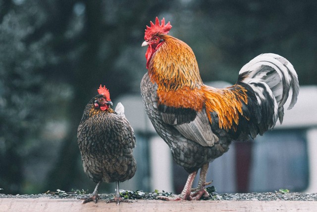 Ilustrasi ayam pama. Sumber foto: Unsplash