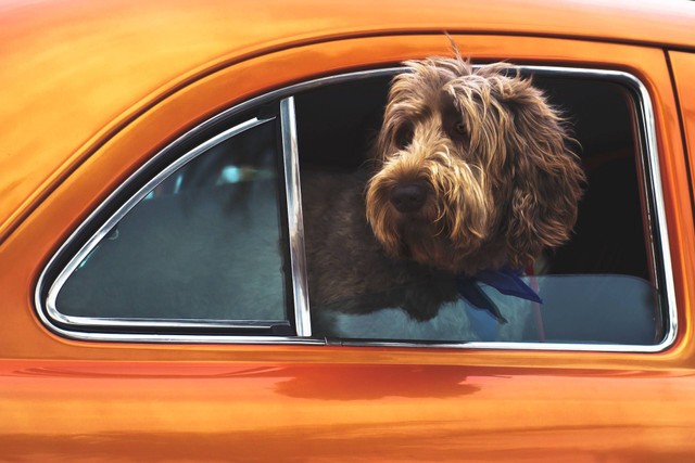 Ilustrasi bulu anjing rontok. Sumber foto: Unsplash