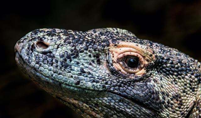 Ciri-ciri Komodo. Sumber: Unsplash/David Clode