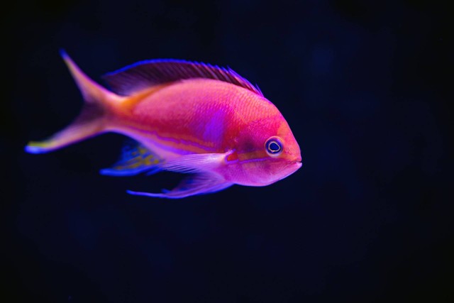 Ilustrasi ikan neon tetra. Sumber foto: Unsplash