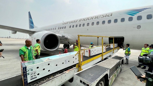 Enam ekor komodo masuk lambung pesawat Garuda Indonesia dari Jakarta ke Labuan Bajo, Selasa (15/8/2023). Dok Garuda Indonesia.