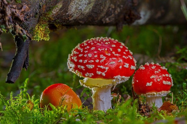 Ilustrasi contoh fungi. Sumber: Pixabay / adege