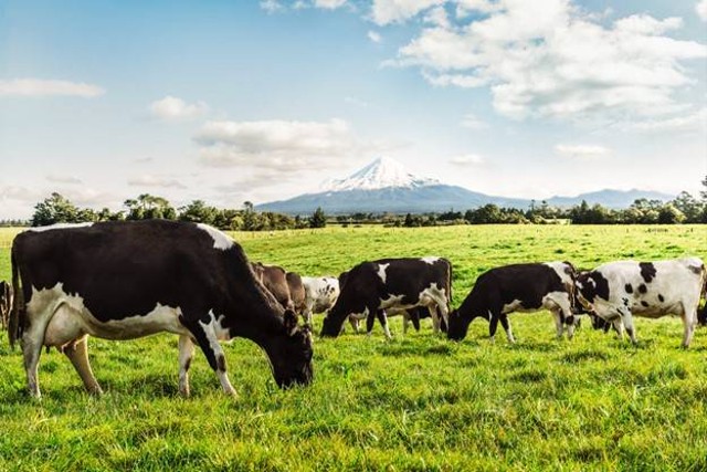 Ilustrasi sapi perah grass-feed penghasil susu kaya nutrisi untuk orang dewasa. Foto: Dok.Anlene