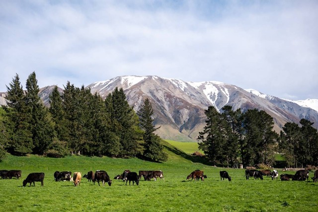 Ilustrasi sapi perah grass-feed penghasil susu kaya nutrisi untuk orang dewasa. Foto: Dok.Anlene