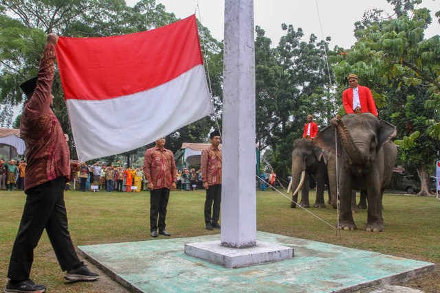 Gajah Sumatera (Elephas maximus sumatranus) mengerek tali Bendera Merah Putih menggunakan belalainya saat menjadi petugas upacara HUT ke-78 Kemerdekaan RI di lapangan BBKSDA Riau, di Pekanbaru, Riau, Kamis (17/8/2023). Foto: Rony Muharrman/ANTARA FOTO