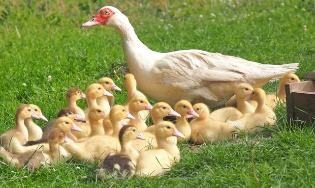 ilustrasi bebek (Pexxels)