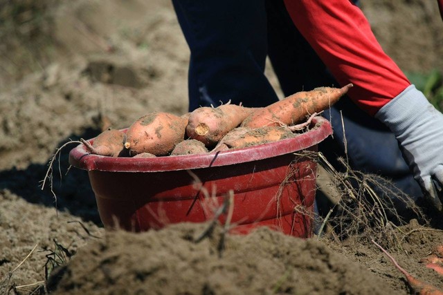 Ilustrasi cara menanam ubi jalar dalam karung. sumber foto: pexels/Mark Stebnicki.