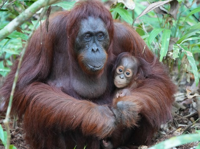 Caption Hari Orangutan Sedunia, foto hanya ilustrasi: Unsplash/Bob Brewer