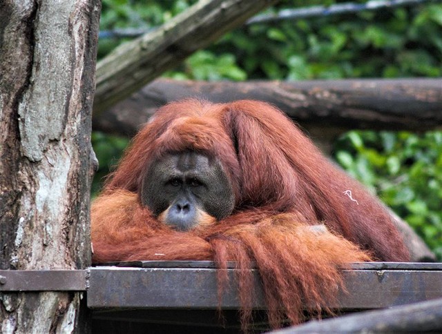 Ilustrasi ucapan hari orangutan sedunia. Sumber: www.unsplash.com