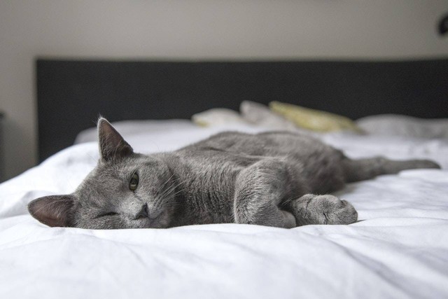 Ilustrasi cara menangani kucing keracunan. Sumber: Pixabay/pexels.com