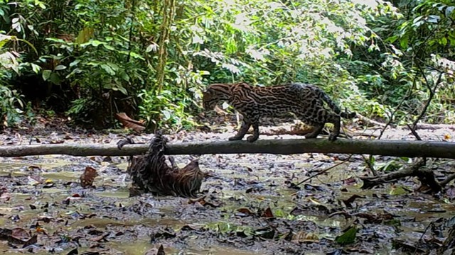 Detik-detik hewan lambat kungkang melawan balik kucing predator, ocelot. Foto: Camila Bastidas-Dominguez/YouTube