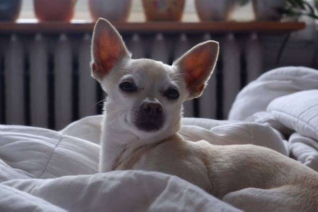 Ilustrasi Ciri-Ciri Anjing Chihuahua. Foto: dok. Unsplash/Tanya Santos