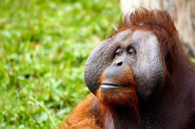 Ilustrasi: Sejarah Hari Orangutan Sedunia. Sumber: Pixabay